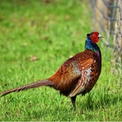 Société de chasse de Boé